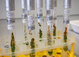 The various specimens of green-alga strain CCCryo 101-99 grew new populations after gliding in low-Earth orbit for 450 days on the outside of the ISS. (Image: Thomas Leya / Fraunhofer IZI-BB)